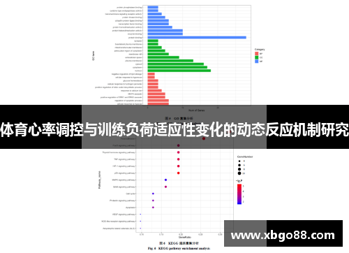 体育心率调控与训练负荷适应性变化的动态反应机制研究
